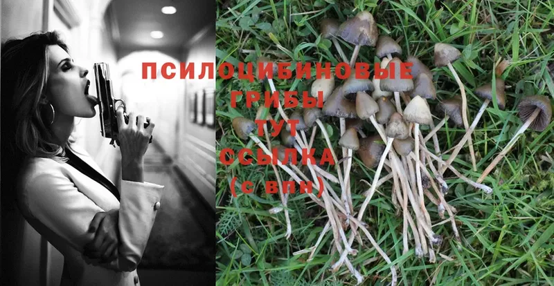 Псилоцибиновые грибы Psilocybine cubensis  Остров 